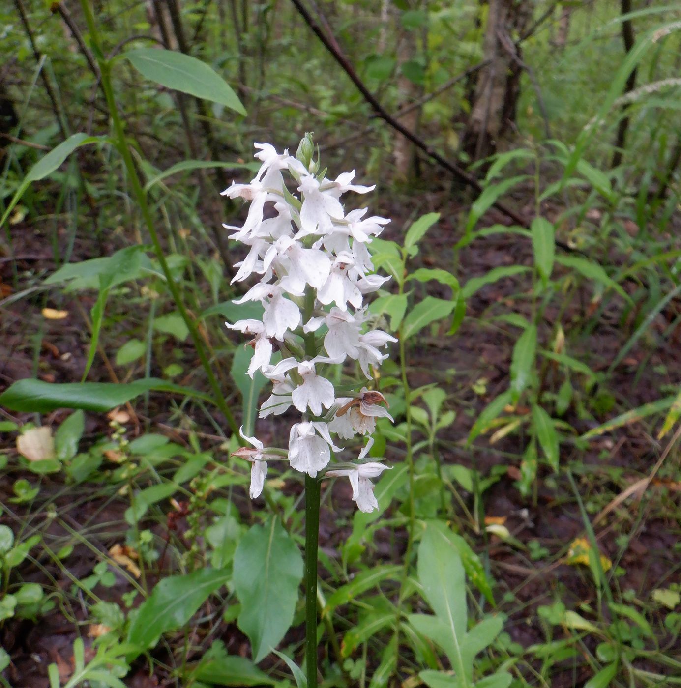 Изображение особи Dactylorhiza fuchsii.