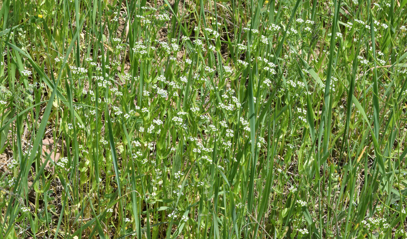 Image of genus Valerianella specimen.