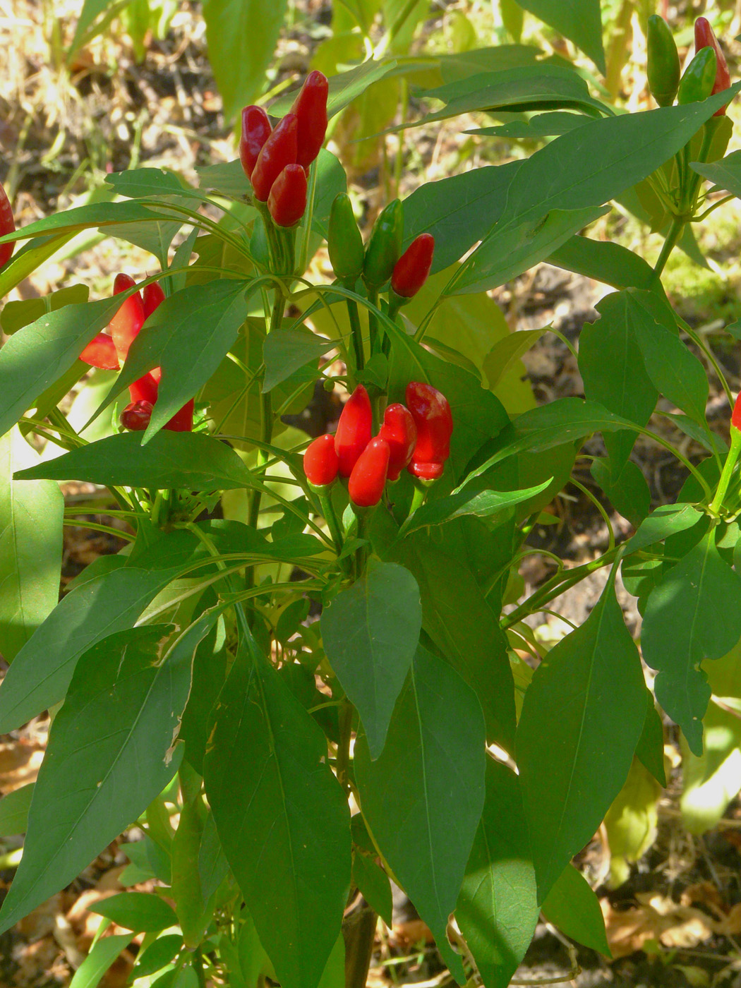 Изображение особи Capsicum annuum.