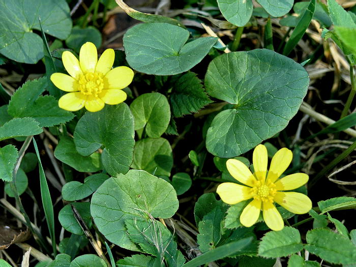 Image of Ficaria verna specimen.