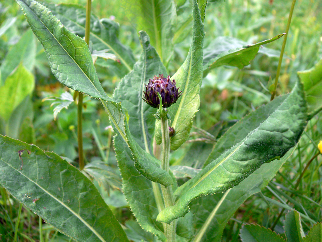 Изображение особи Cirsium helenioides.