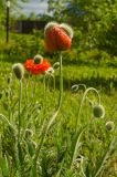 Papaver orientale