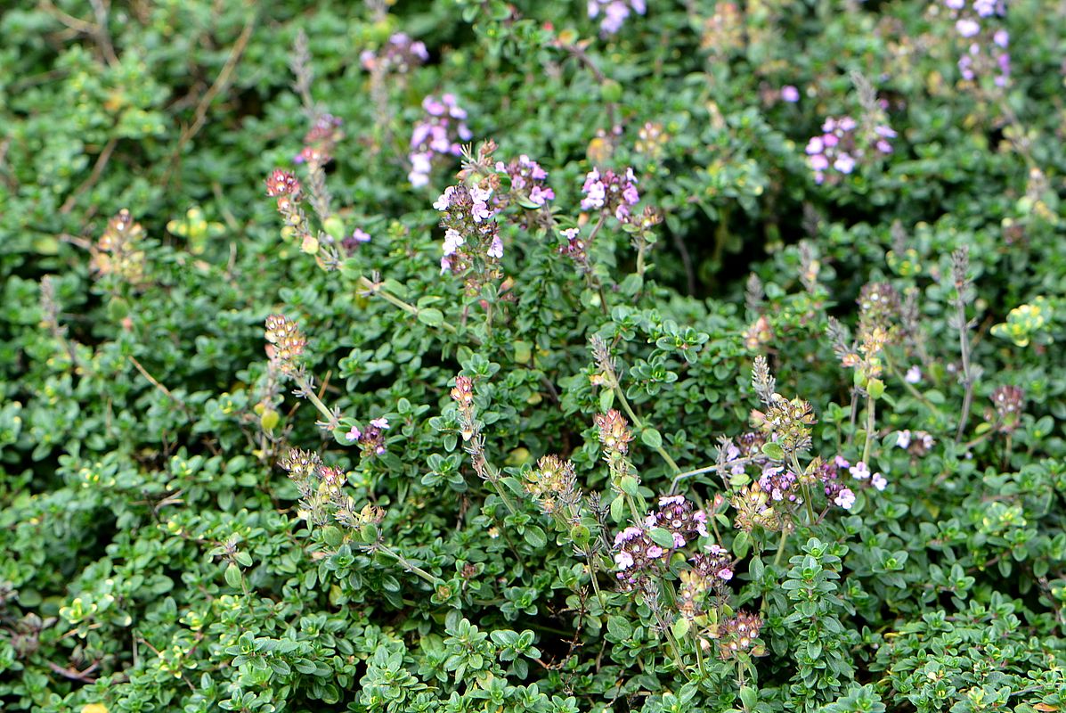 Image of Thymus &times; citriodorus specimen.