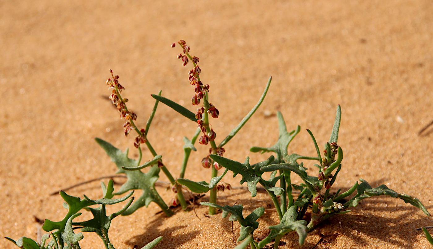 Изображение особи Rumex pictus.