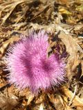 Carlina gummifera