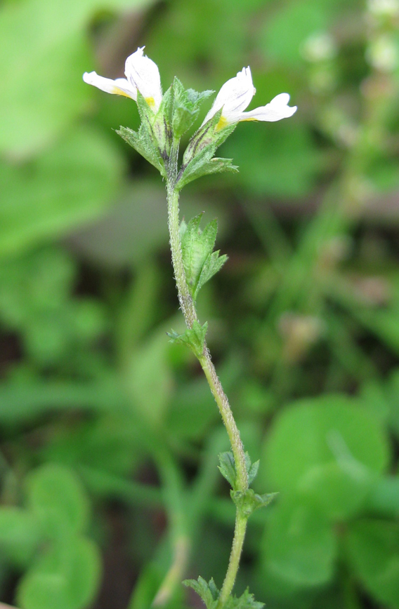 Image of Euphrasia parviflora specimen.