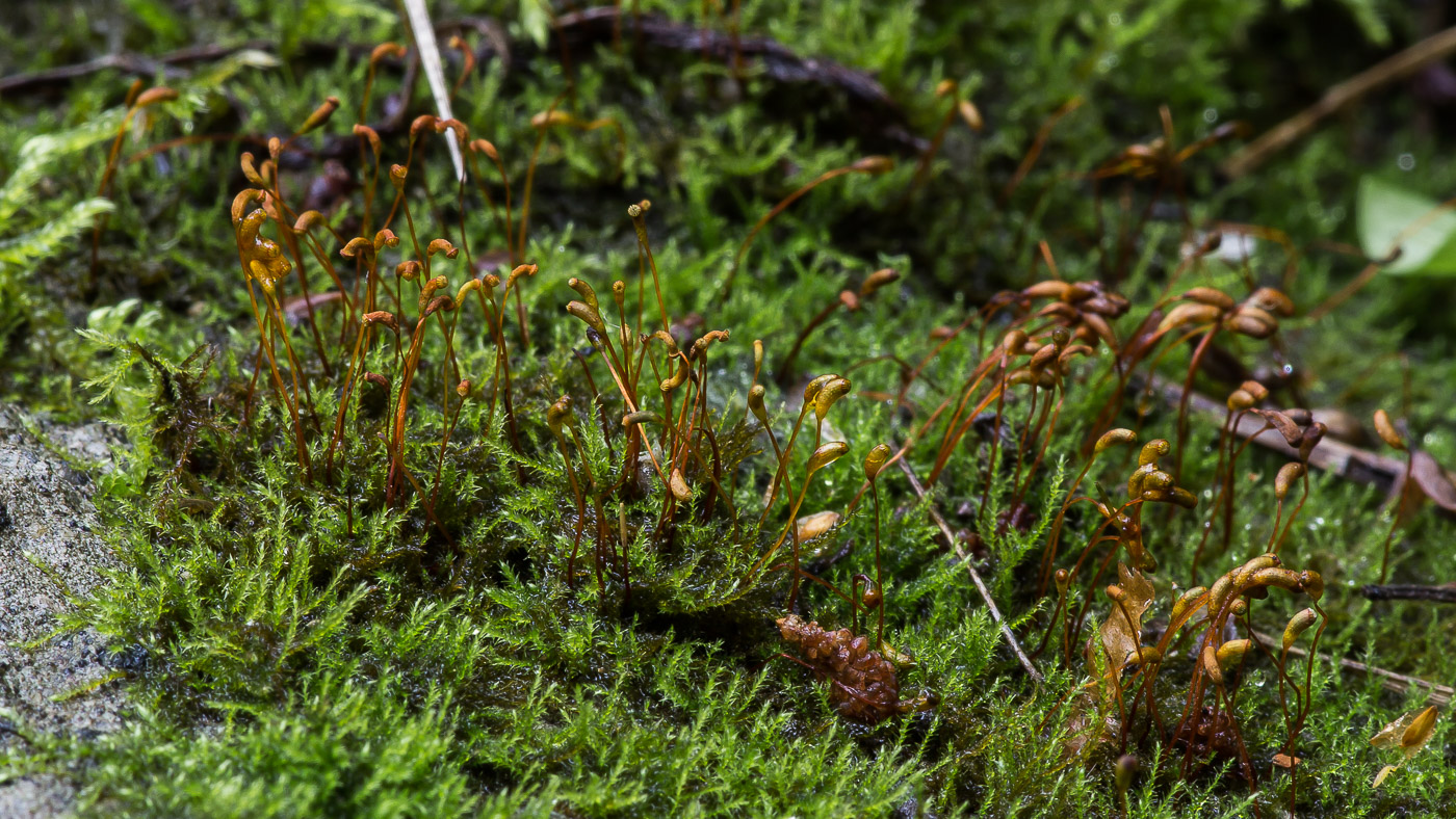 Image of class Bryopsida specimen.