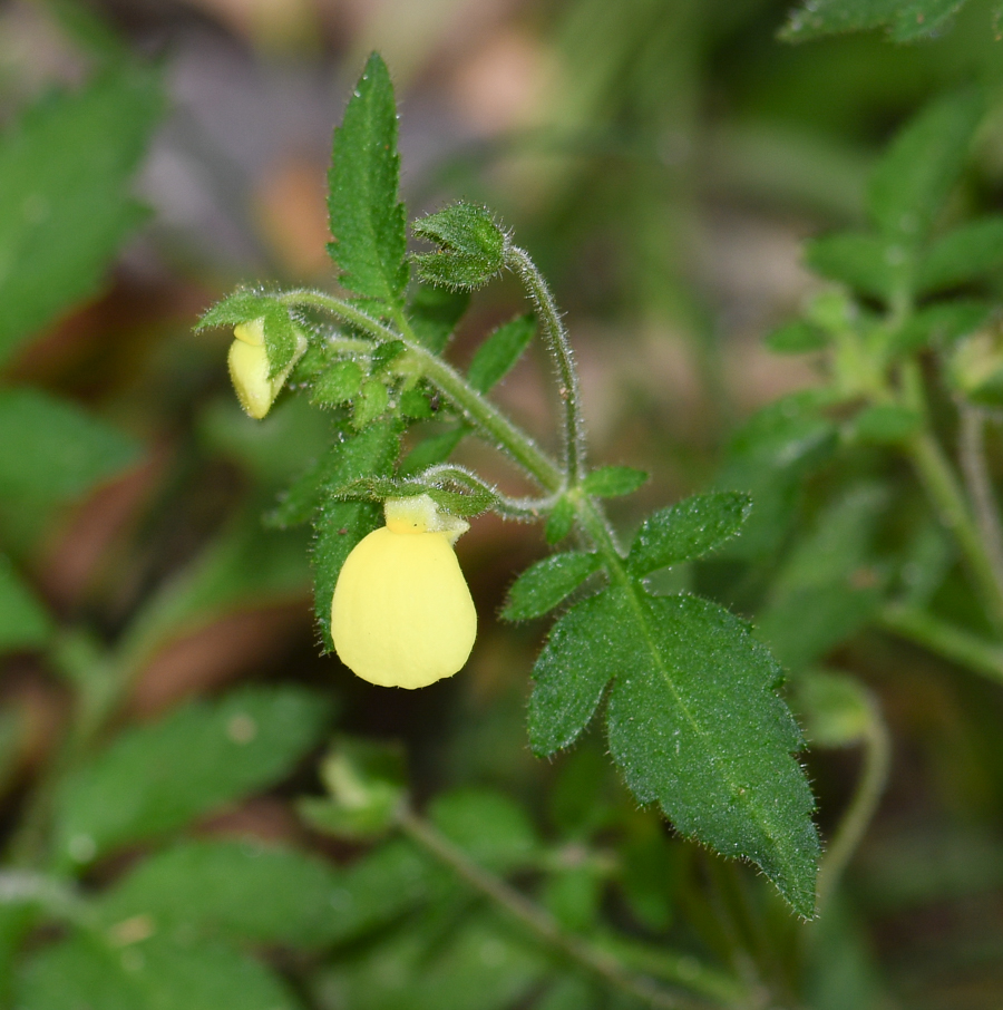 Изображение особи Calceolaria tripartita.