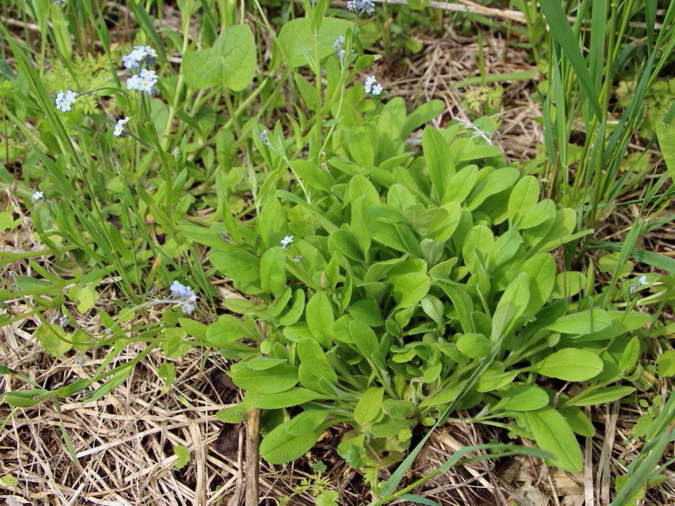 Image of Myosotis pseudovariabilis specimen.