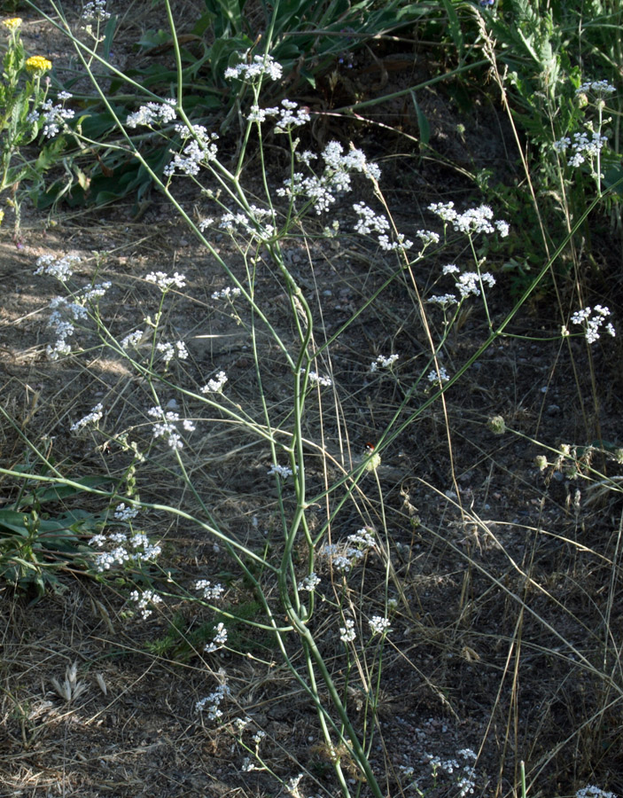 Image of Elaeosticta ugamica specimen.