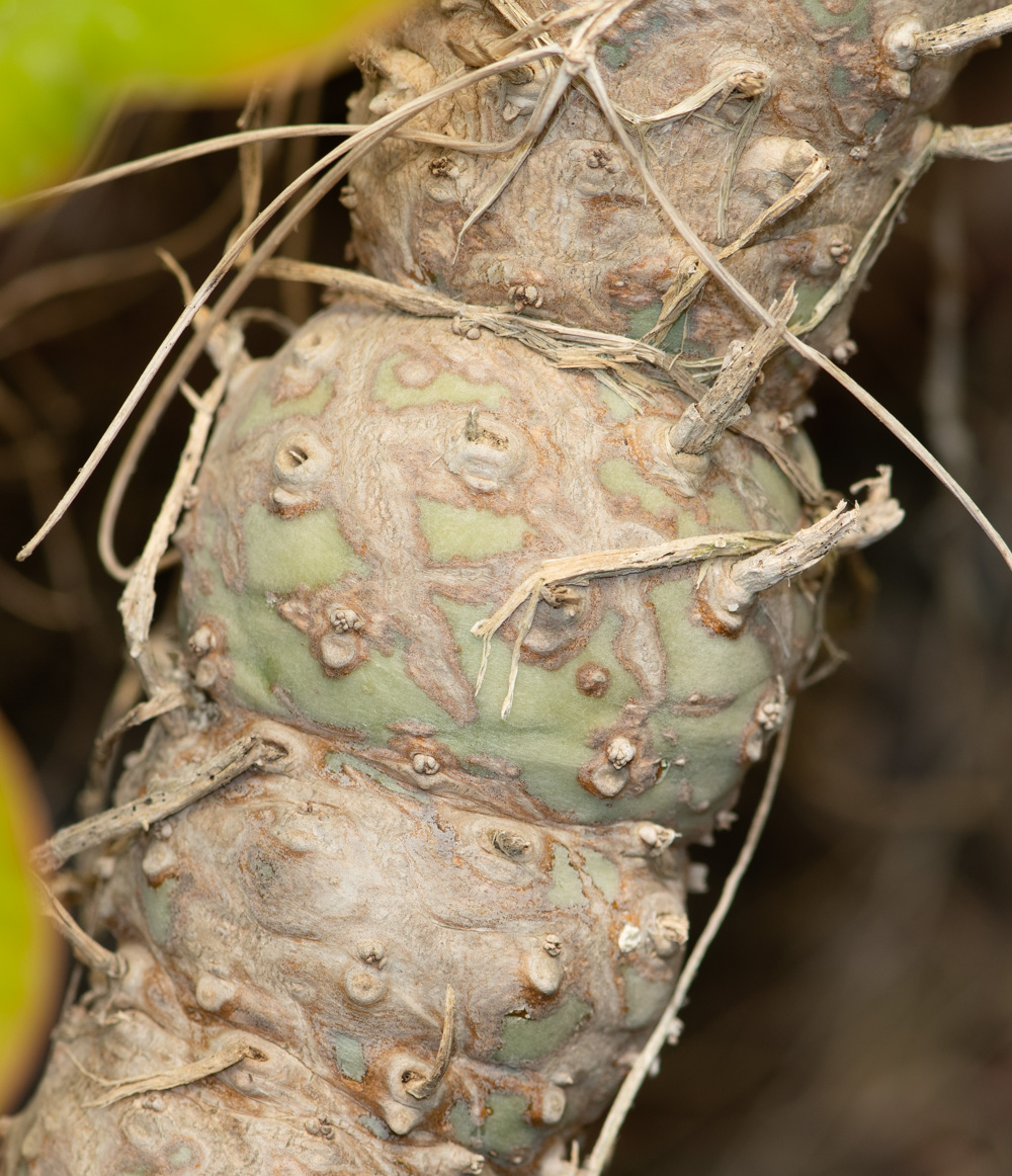 Image of Euphorbia monteiroi specimen.