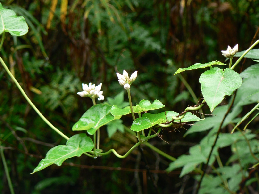 Image of Metaplexis japonica specimen.