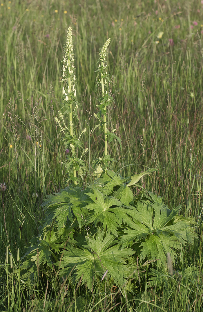 Изображение особи Aconitum orientale.