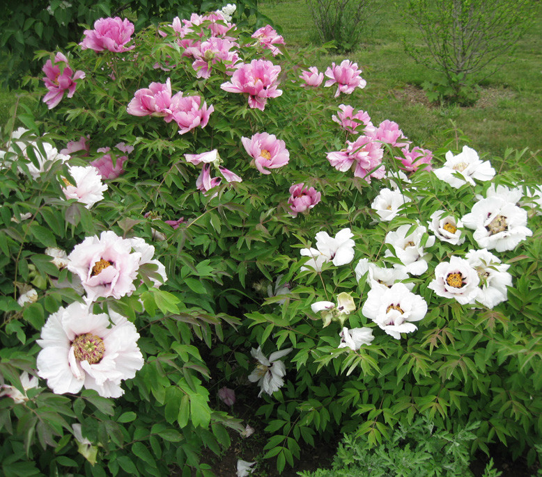 Изображение особи Paeonia suffruticosa.