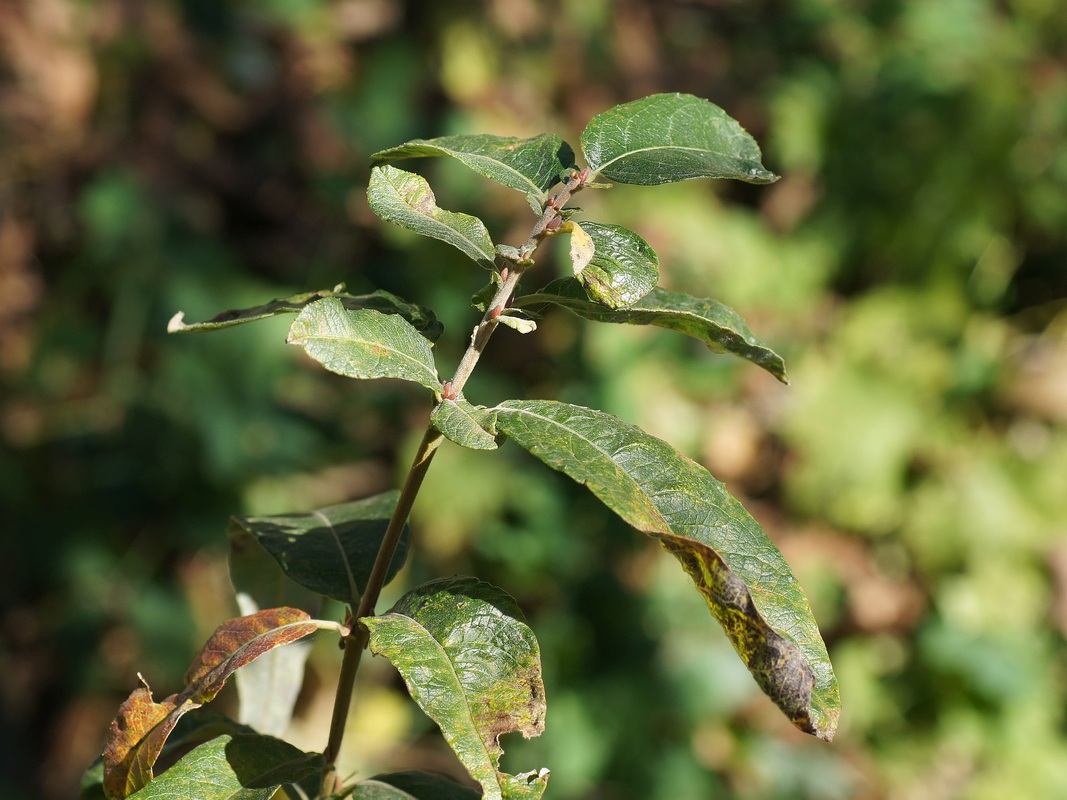 Image of Salix gmelinii specimen.