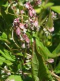 Fallopia convolvulus