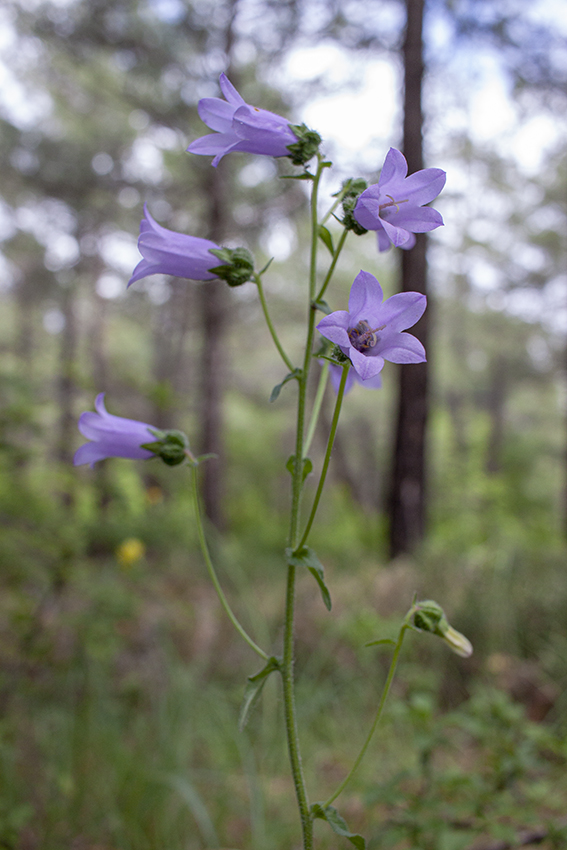 Изображение особи Campanula komarovii.