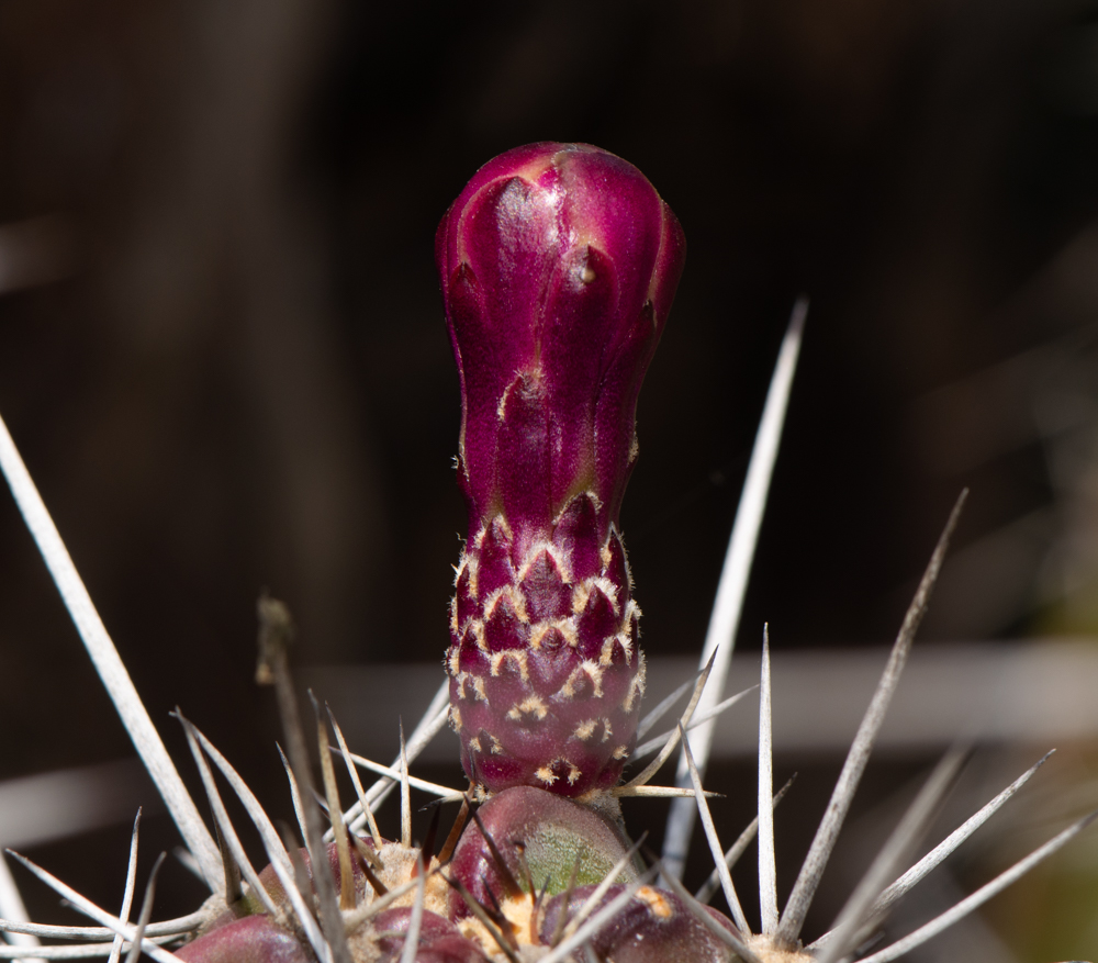 Изображение особи род Cereus.