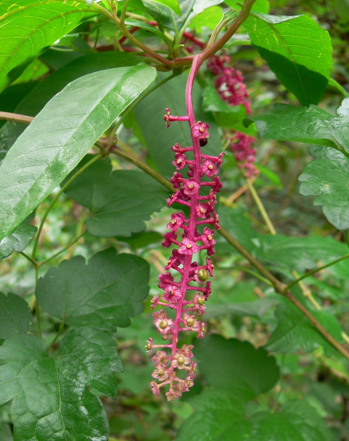 Image of Phytolacca americana specimen.