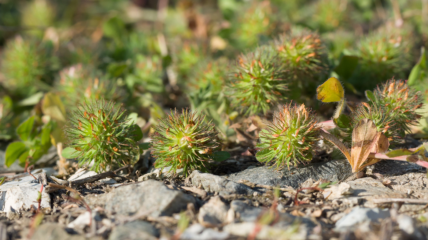 Изображение особи Trifolium lappaceum.