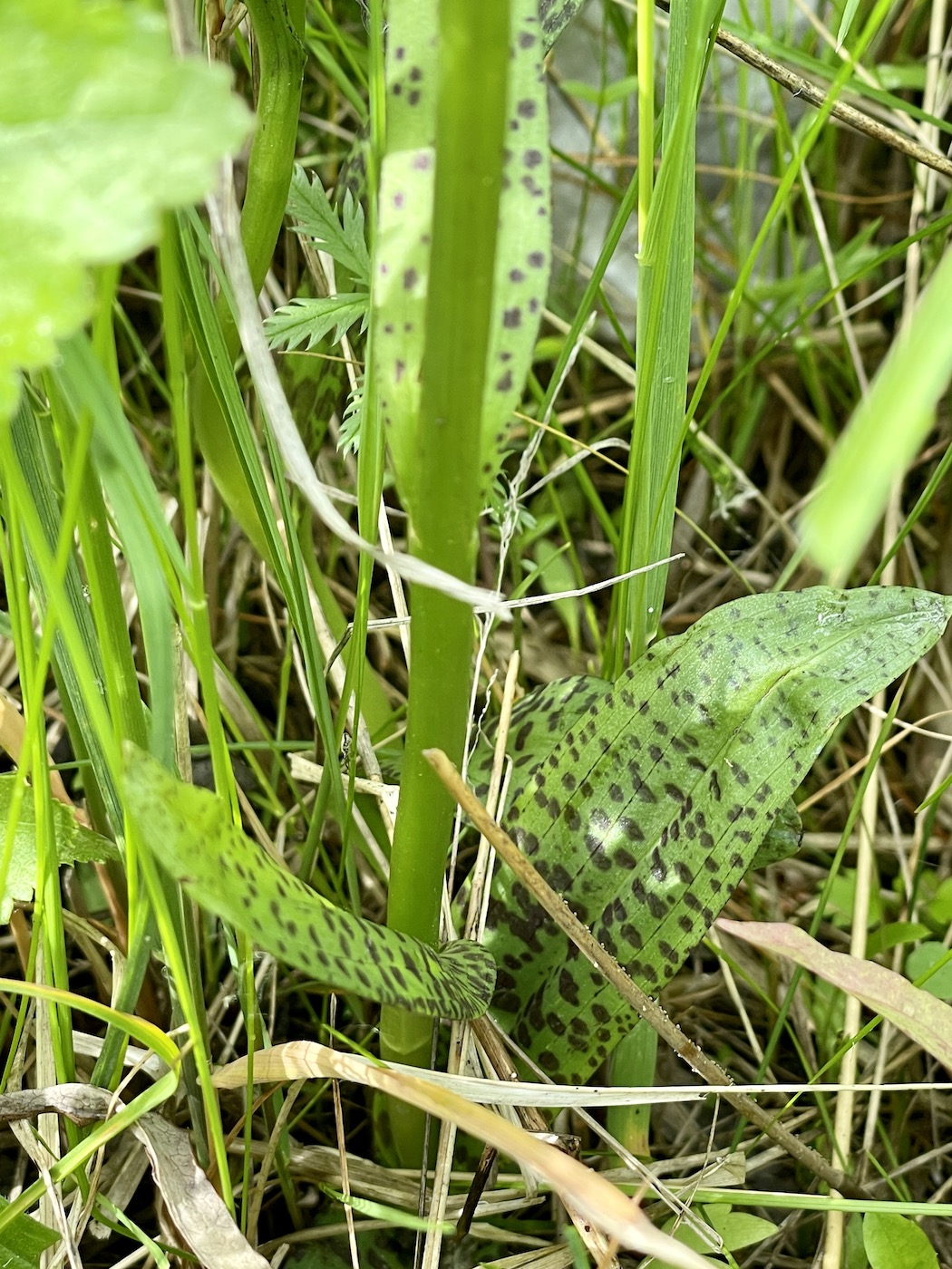 Image of genus Dactylorhiza specimen.