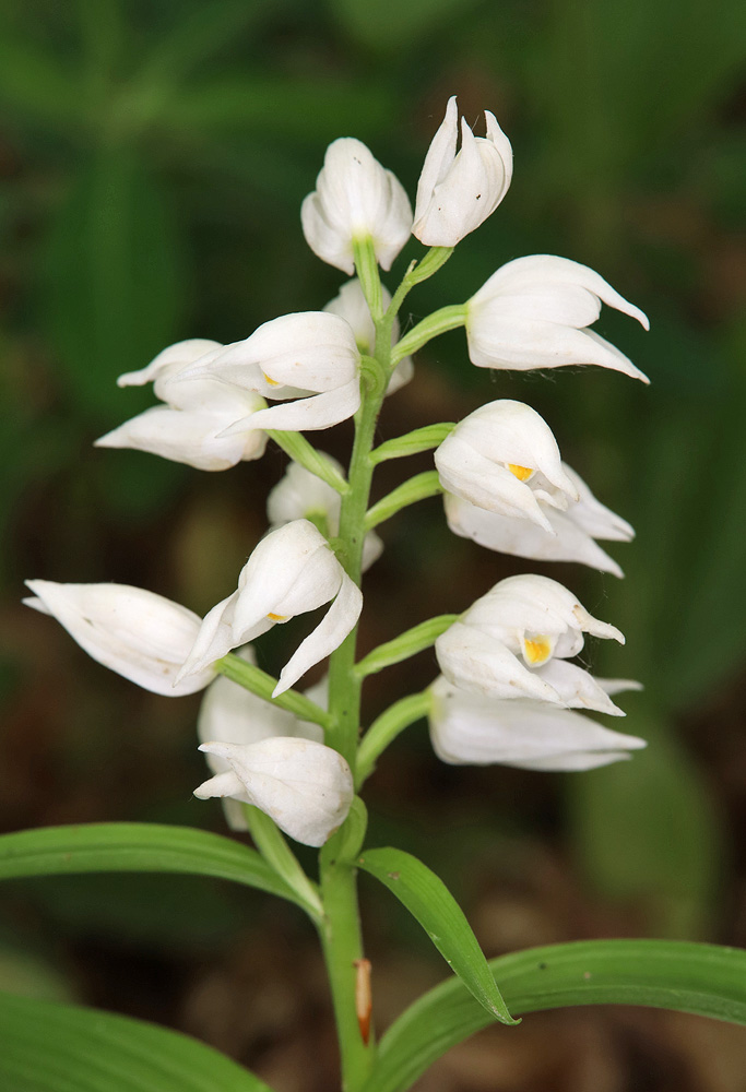 Изображение особи Cephalanthera longifolia.