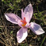 Crocus pallasii. Цветок с аномальным (2 x 4) околоцветником. Крым, вост. берег Симферопольского вдхр. 6 ноября 2010 г.