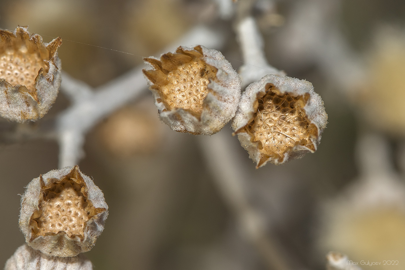 Image of Senecio cineraria specimen.