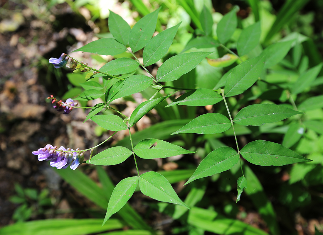 Изображение особи Vicia ramuliflora.