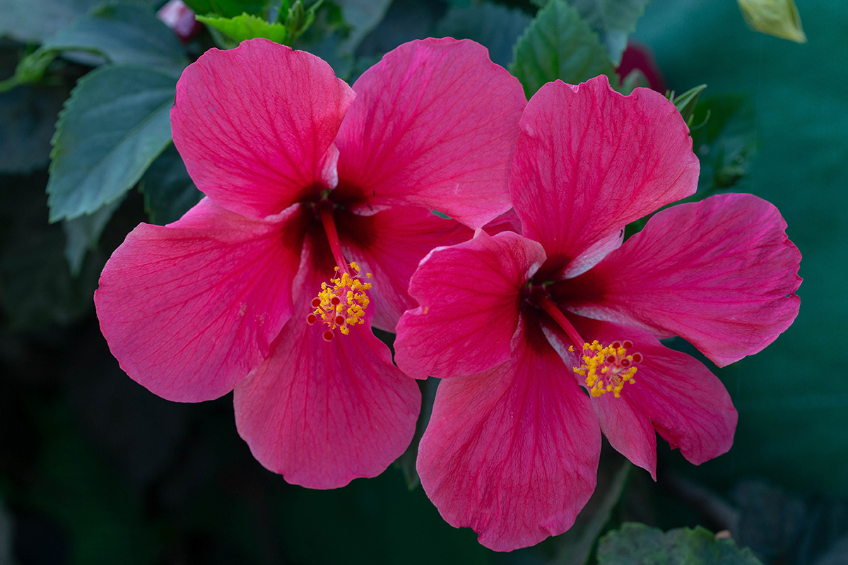 Изображение особи Hibiscus rosa-sinensis.