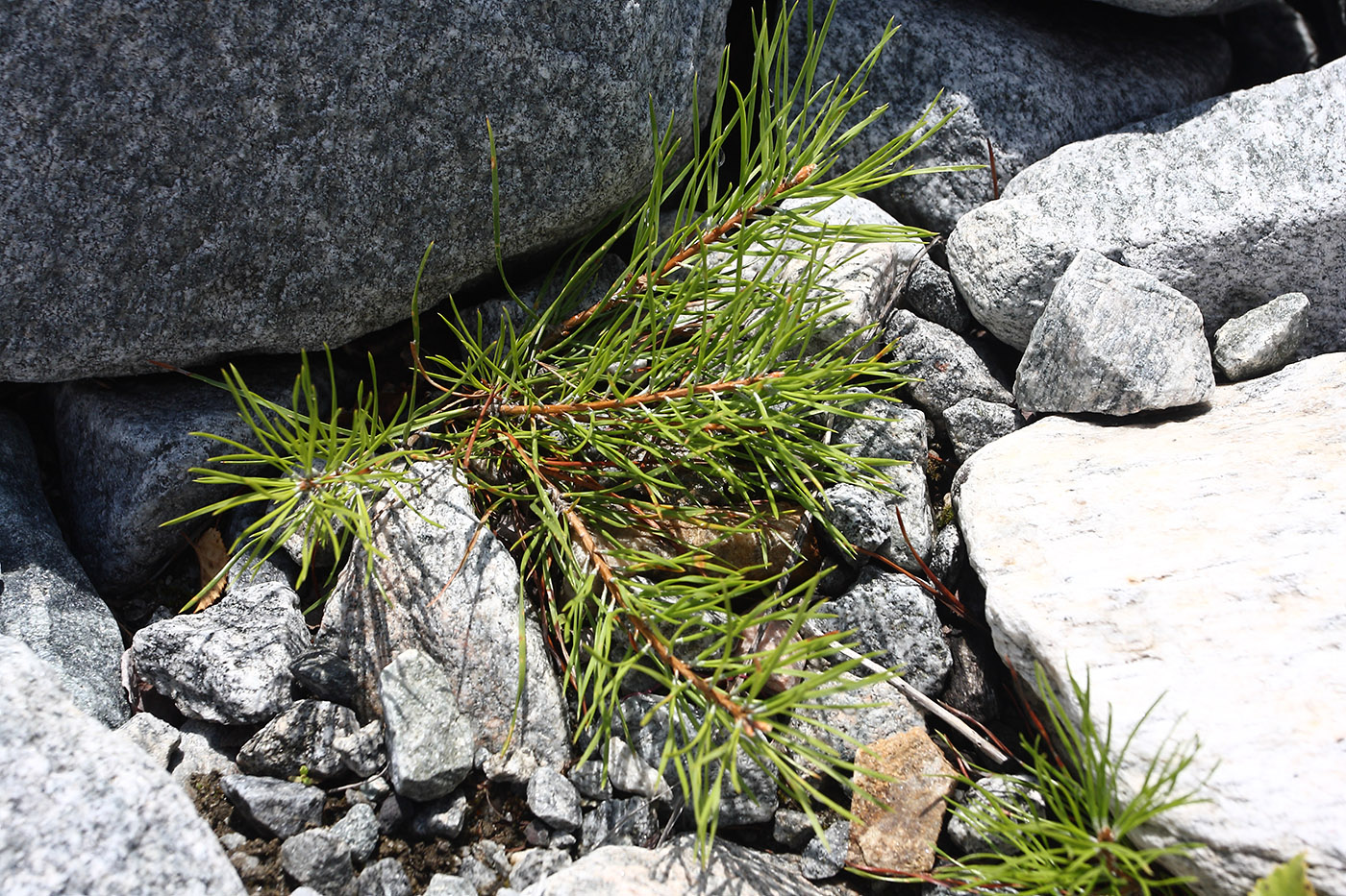 Image of Pinus sylvestris specimen.