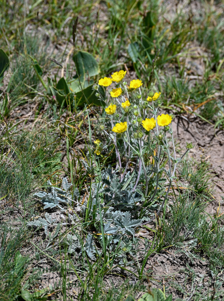 Изображение особи Potentilla hololeuca.