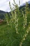 Astragalus galegiformis