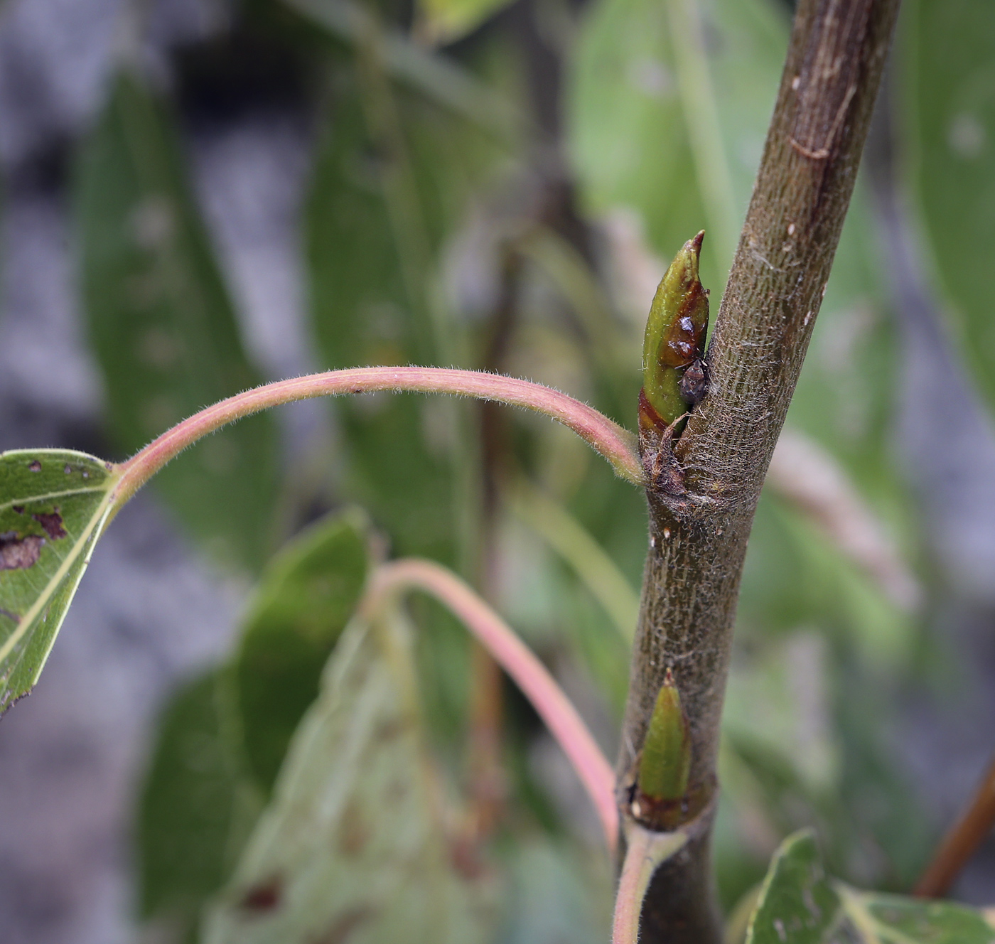 Image of Populus longifolia specimen.