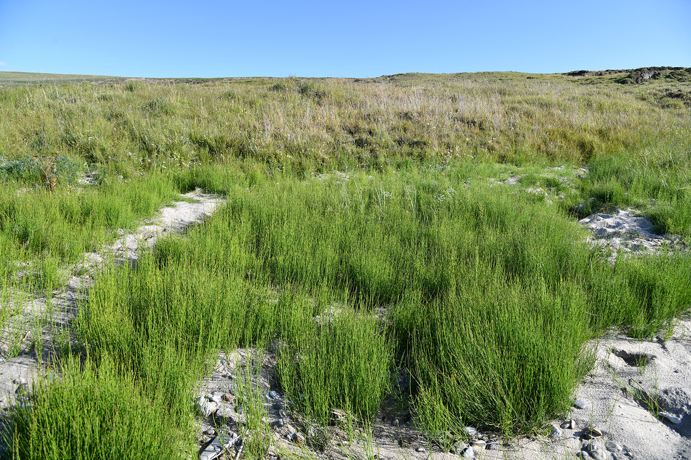 Изображение особи Equisetum arvense.