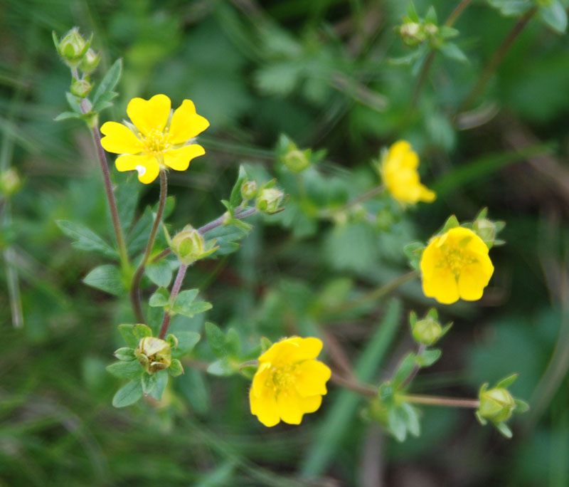 Изображение особи Potentilla gelida ssp. boreo-asiatica.