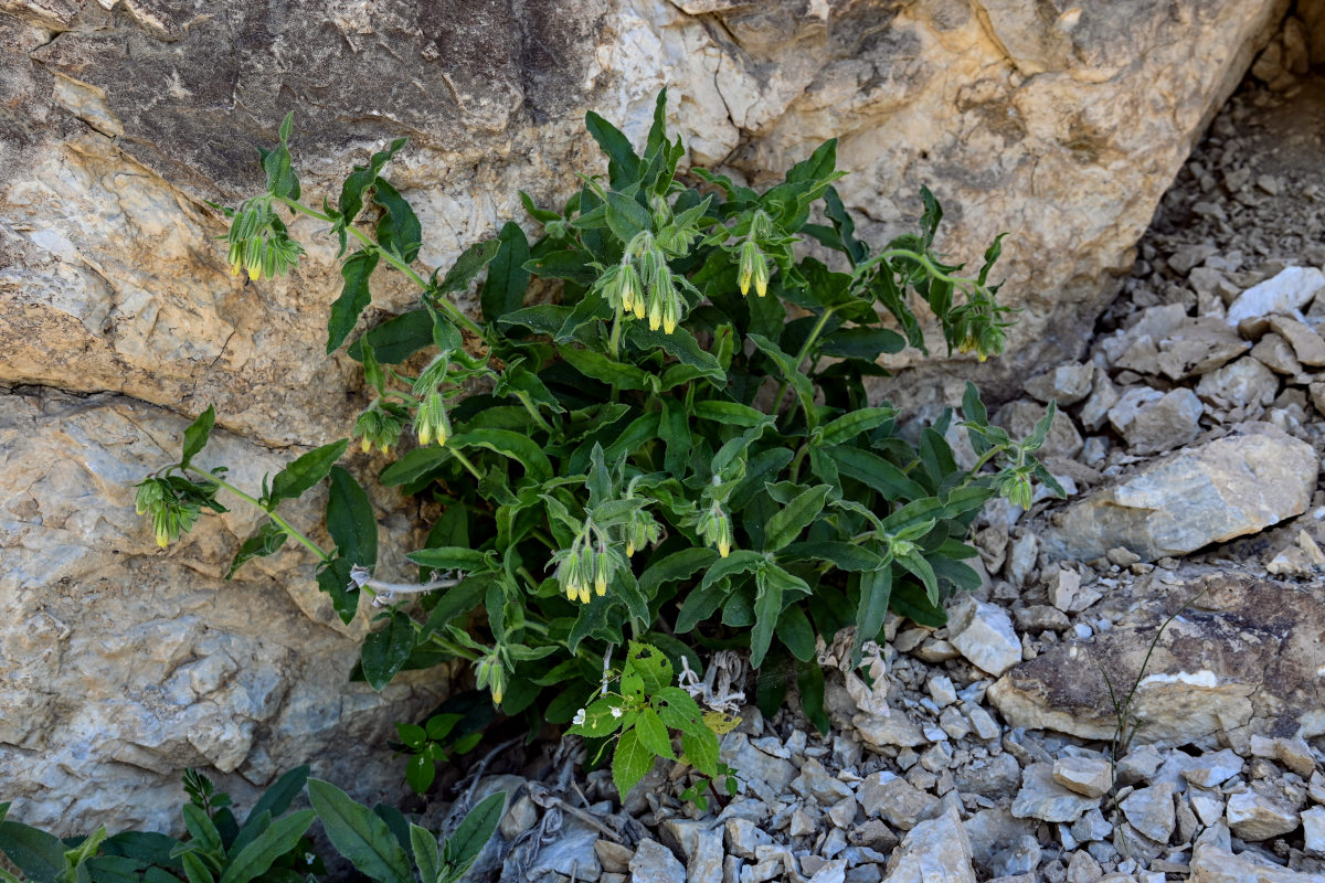 Изображение особи Onosma brevipilosa.