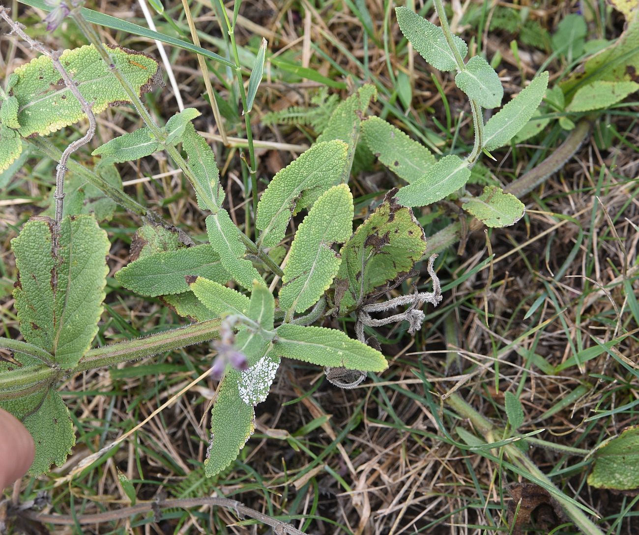 Image of genus Salvia specimen.