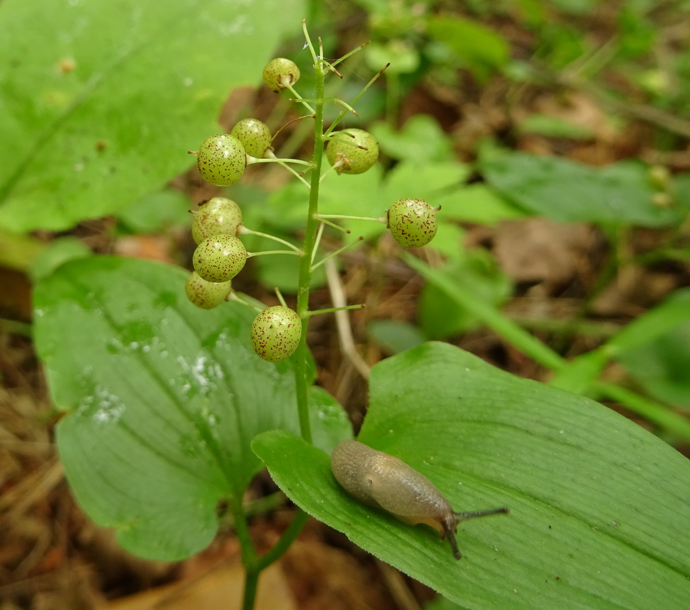 Изображение особи Maianthemum bifolium.