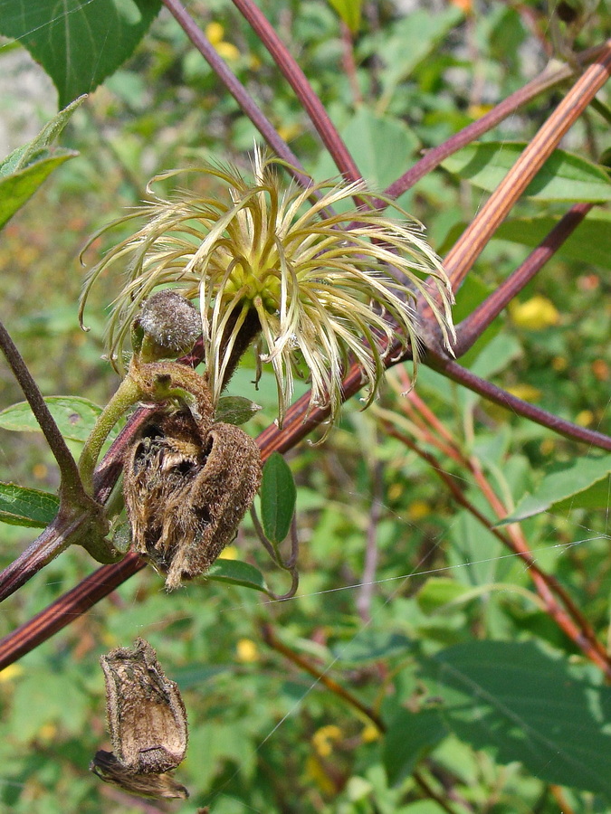 Изображение особи Clematis fusca.