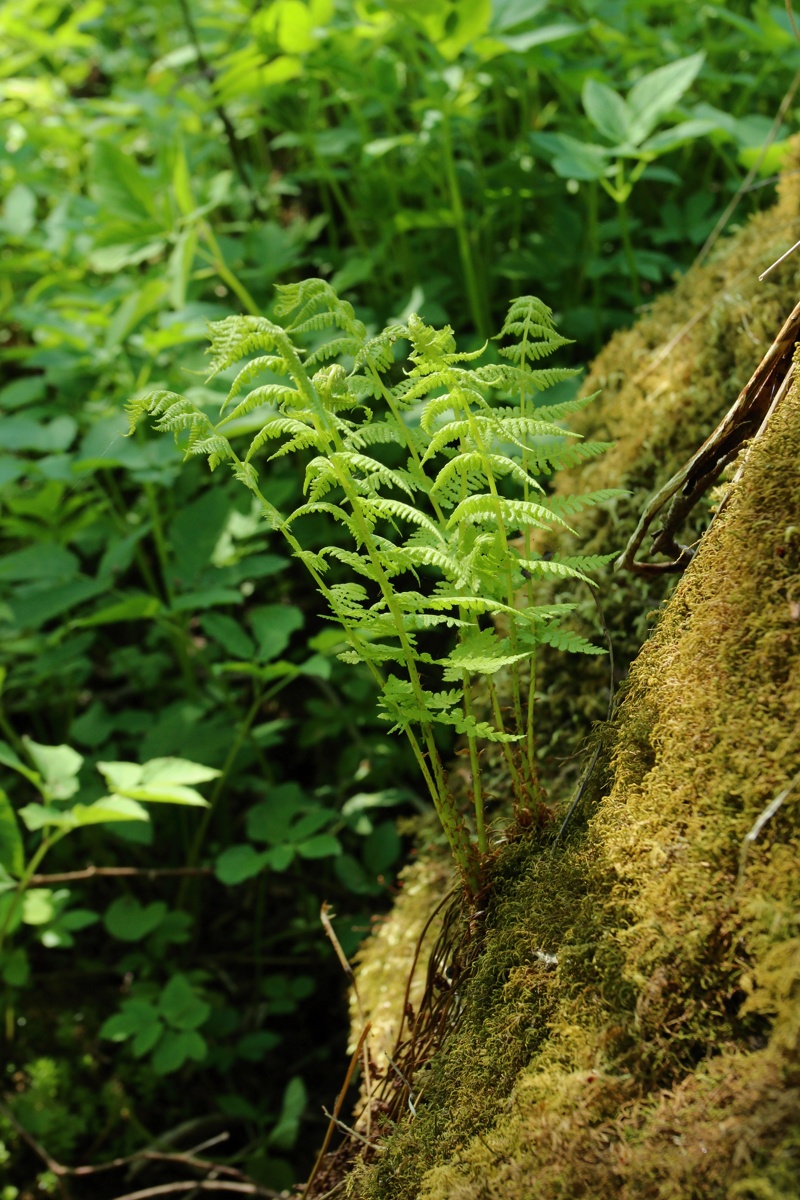 Image of Athyrium filix-femina specimen.