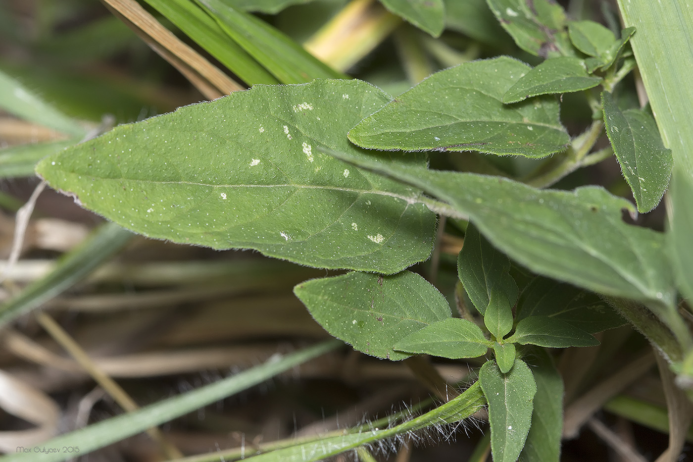 Изображение особи Origanum vulgare.