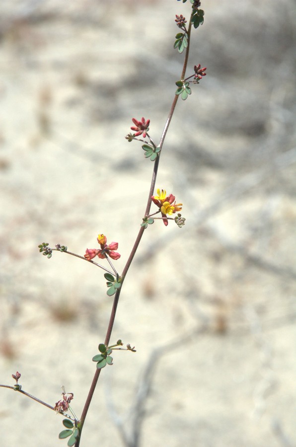 Image of Syrmatium micranthum specimen.