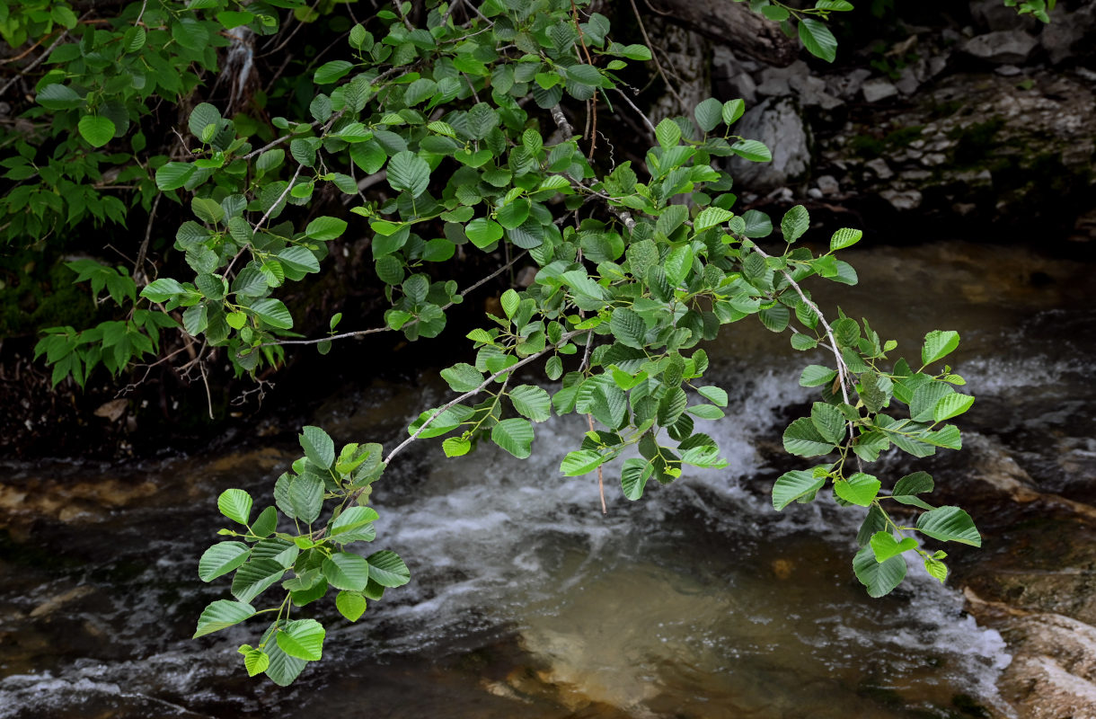 Image of Alnus barbata specimen.