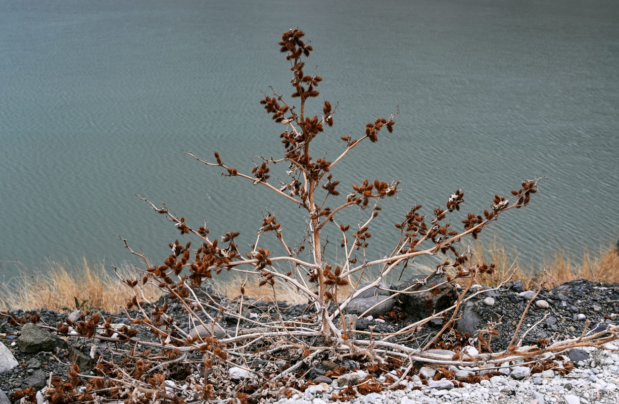 Image of Xanthium orientale specimen.