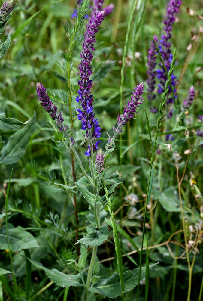 Image of Salvia nemorosa specimen.