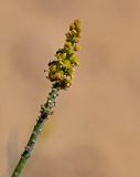 Ochradenus baccatus. Верхушка побега с соцветием и кормящимися муравьями. Египет, мухафаза Эль-Гиза, окр. г. Дахшур, каменисто-песчаная пустыня. 29.04.2023.