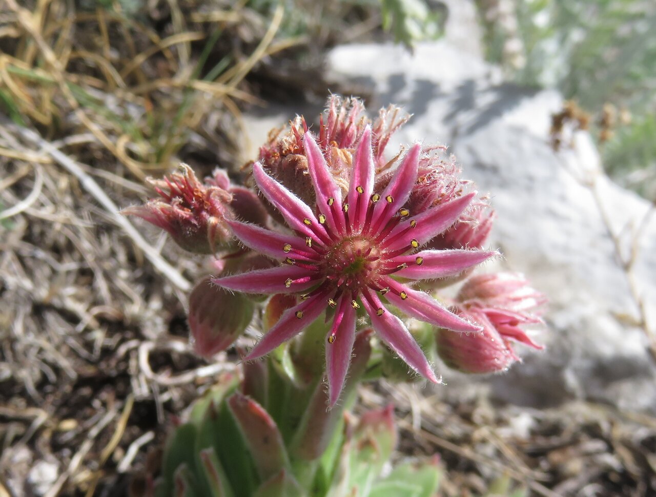 Image of Sempervivum erythraeum specimen.