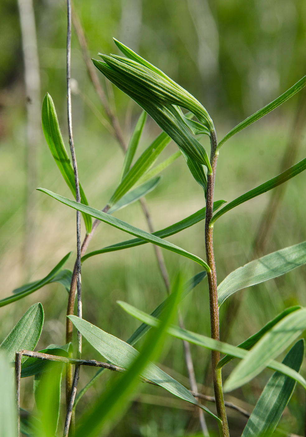 Image of Unknown species specimen.