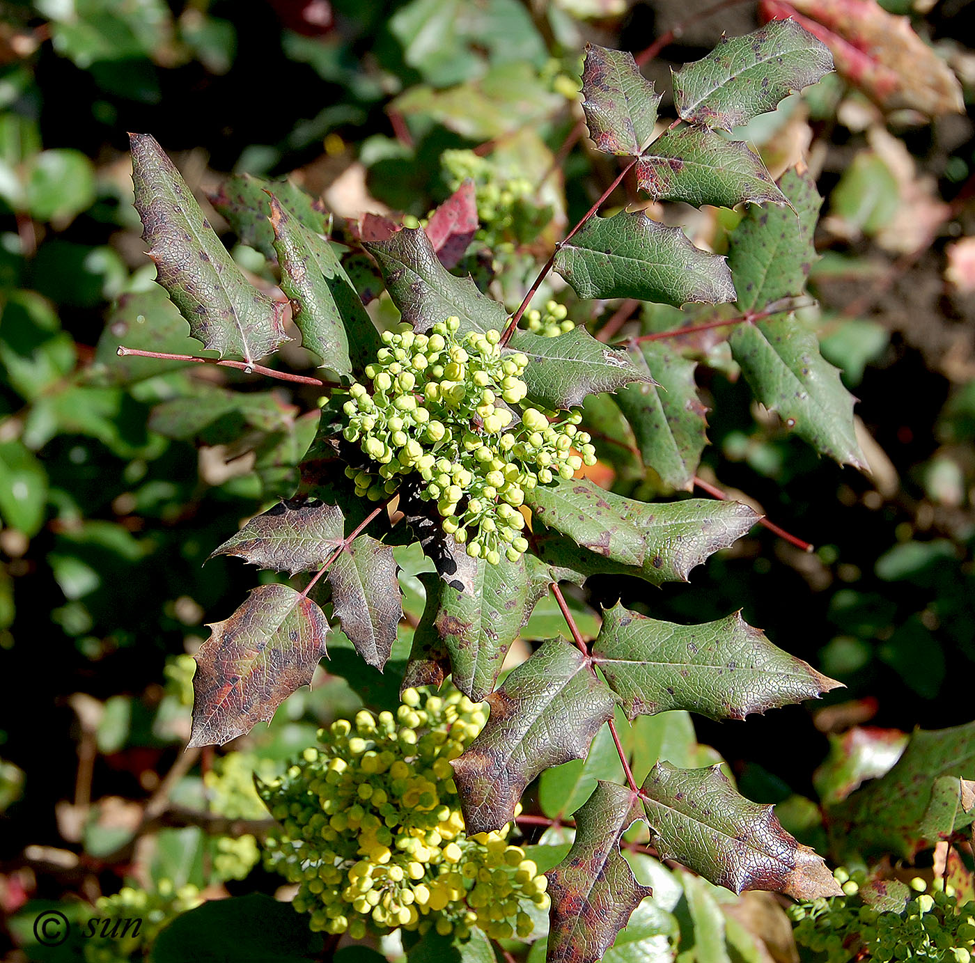 Image of Mahonia aquifolium specimen.
